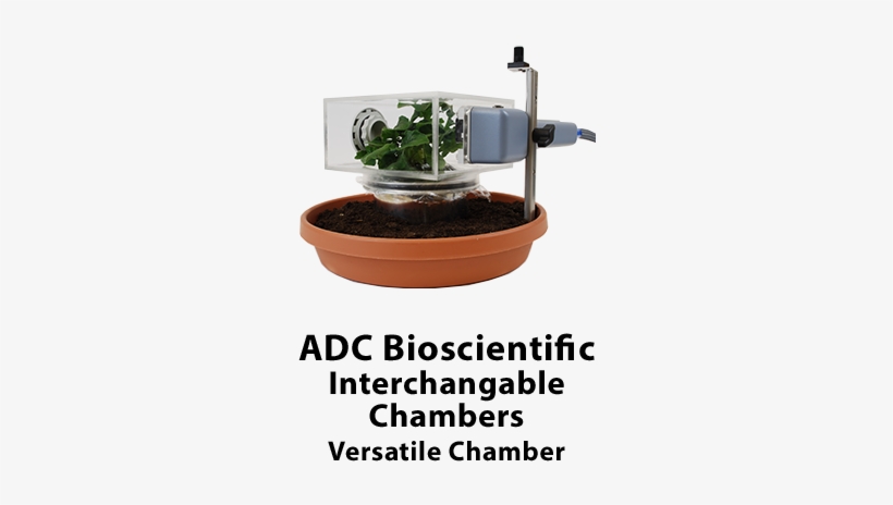 Parent Directory - Bonsai, transparent png download