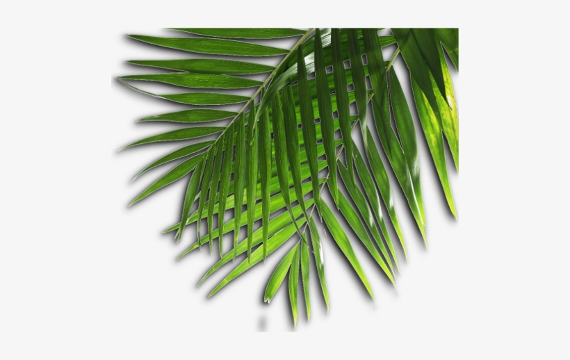 Site Map, transparent png download