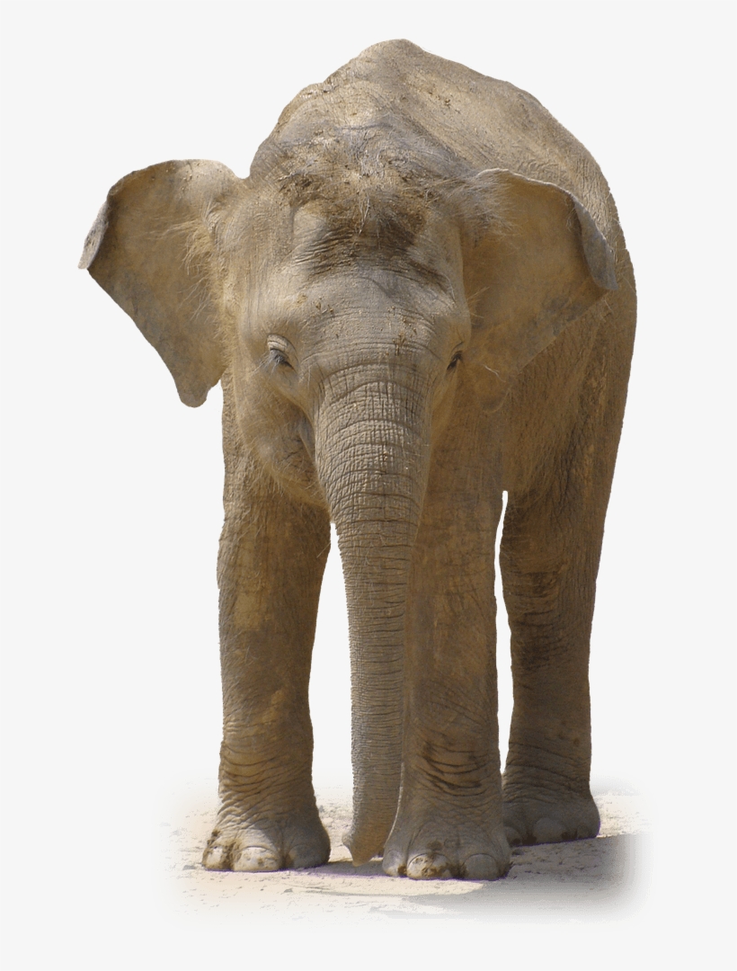 Elephant Front View - Elephant, transparent png download
