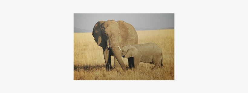 Asian Elephant, transparent png download