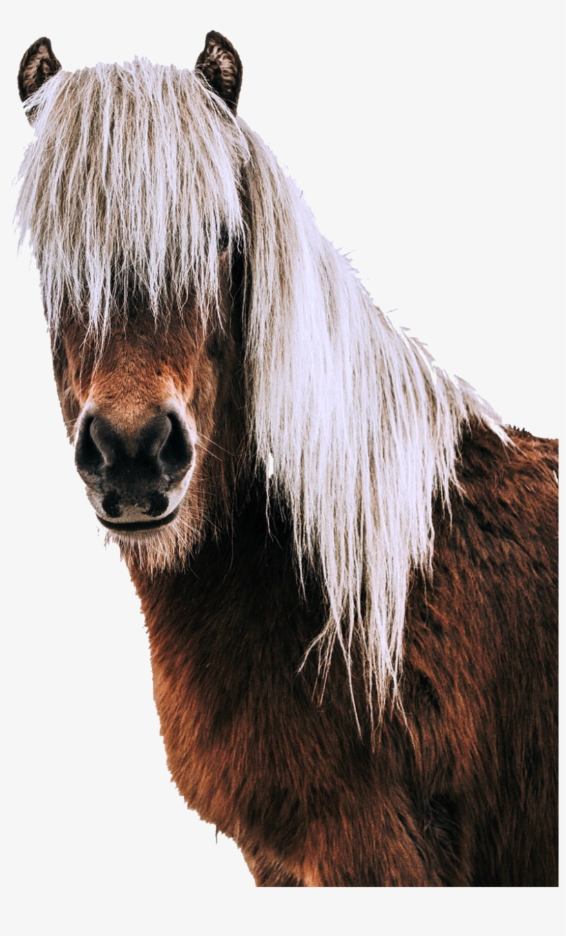 Portrait,horse Head,animal World,free - Craniosacral Therapy Horse Book, transparent png download