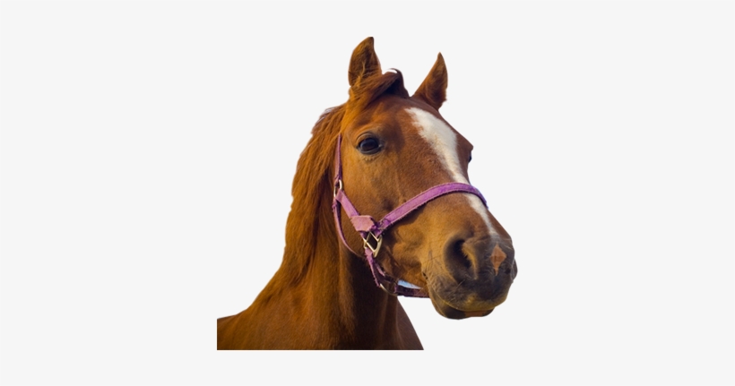 Banner Freeuse Stock Head Transparent Horse - Horse Transparent, transparent png download