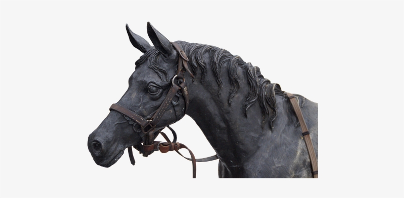 Horse, transparent png download