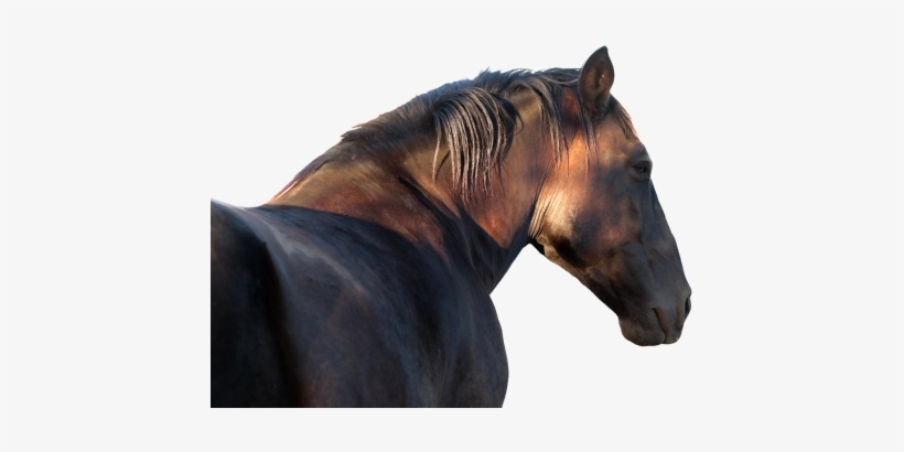 Horse, transparent png download