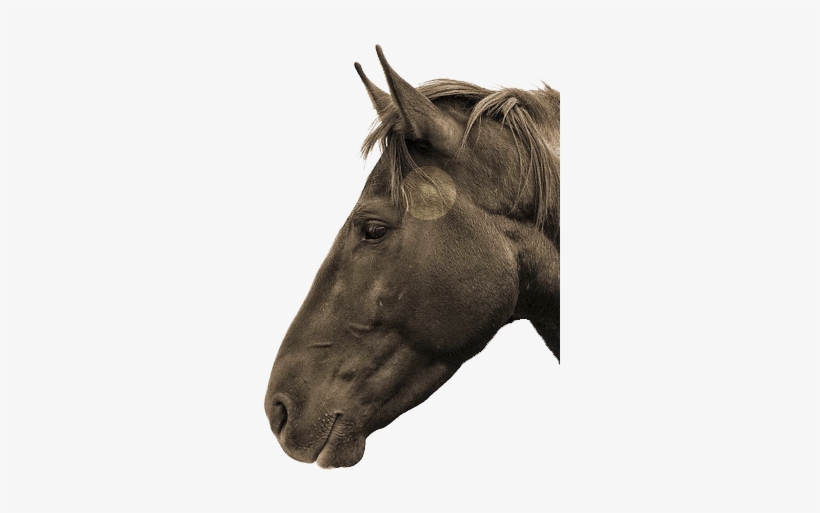 Tmj Is Highlighted - Horse Head From The Side, transparent png download