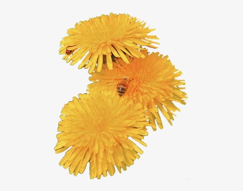 Free Png Dandelion Png Images Transparent - Dandelion Png Flower, transparent png download