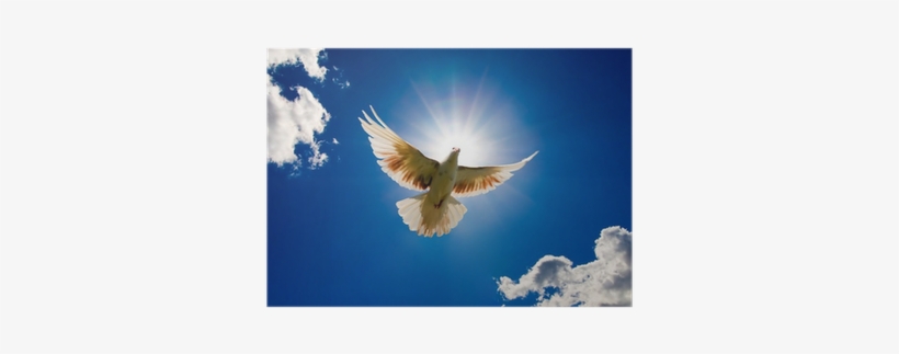 Peace Pigeons Background Pattern Soft Silicone Durable, transparent png download