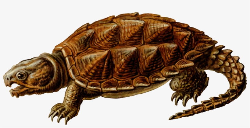 Snapping - Alligator Snapping Turtle Png, transparent png download
