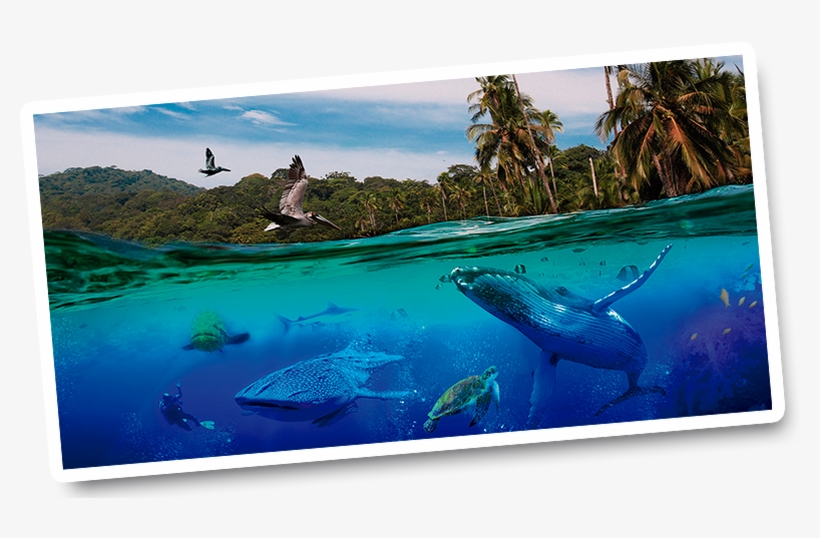 Biodiversidad Y Pluviosidad Del Planeta Sus Atractivos, transparent png download