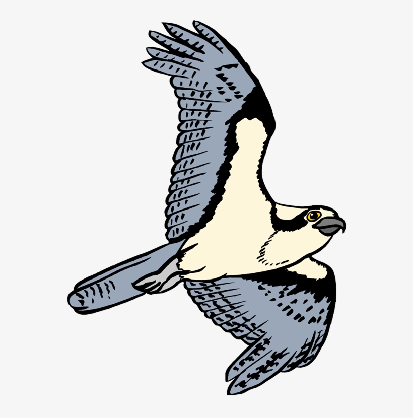 Osprey Png, transparent png download