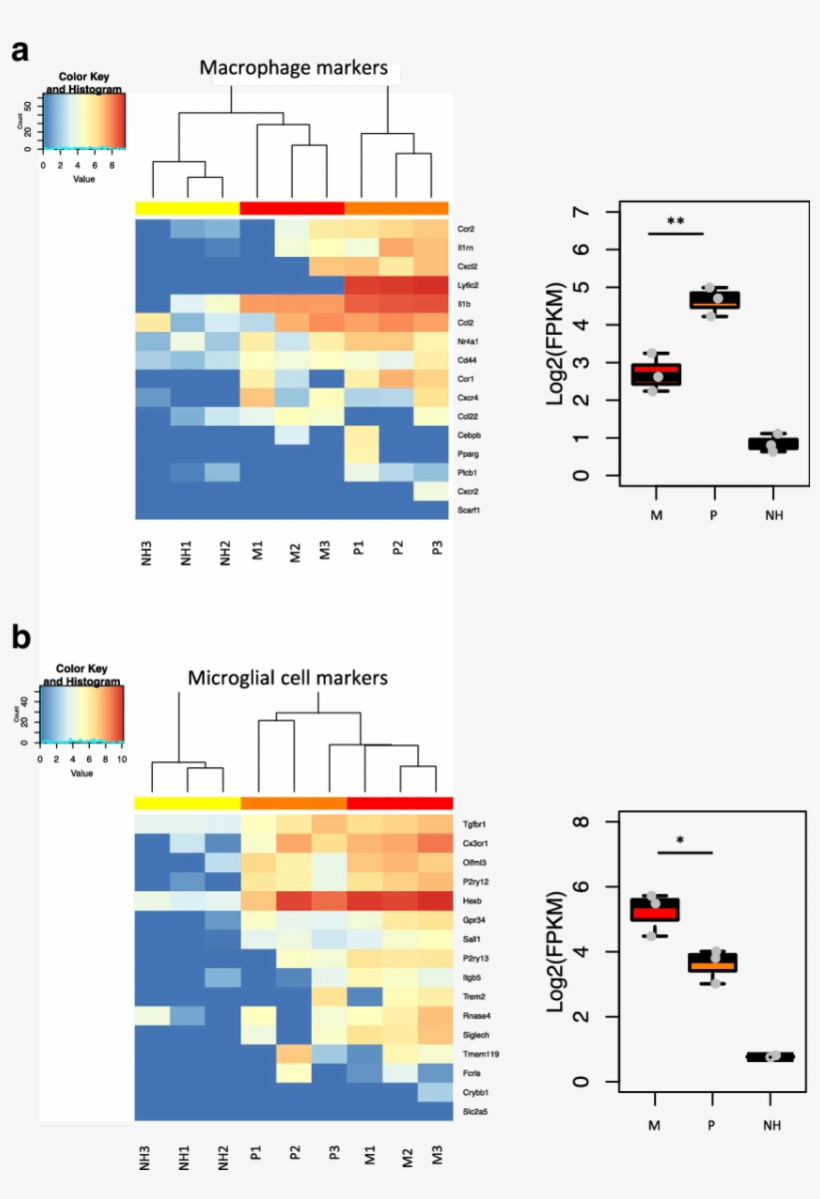 Plus Cells Are Enriched In Macrophage Makers While, transparent png download