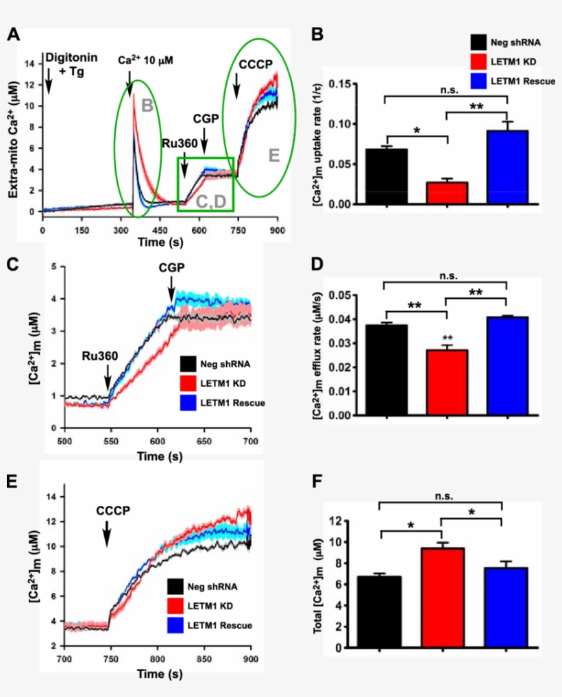 Letm1-kd Impairs Both Mitochondrial Influx And Efflux, transparent png download