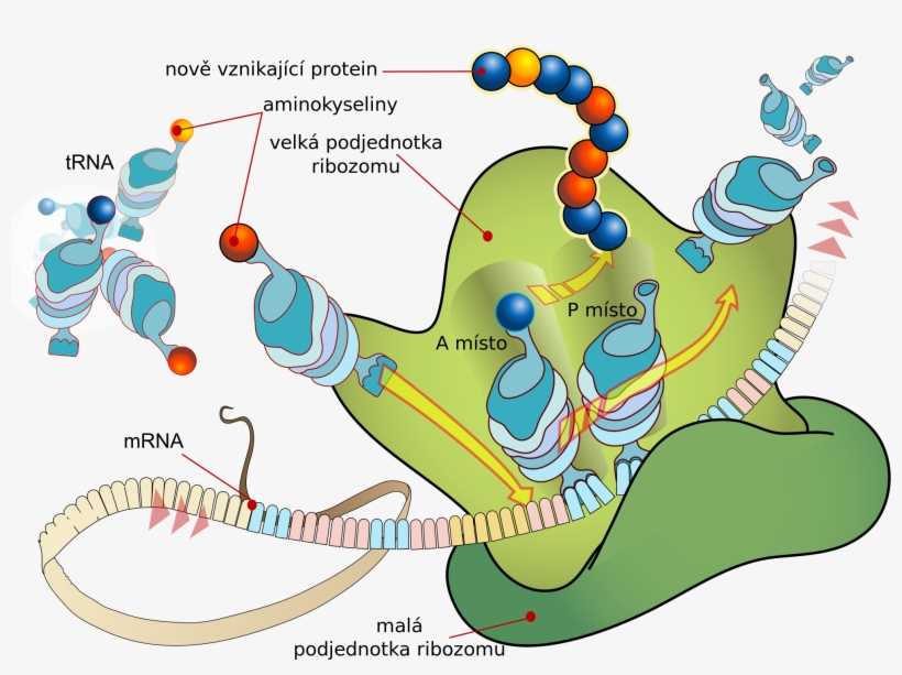 Open, transparent png download