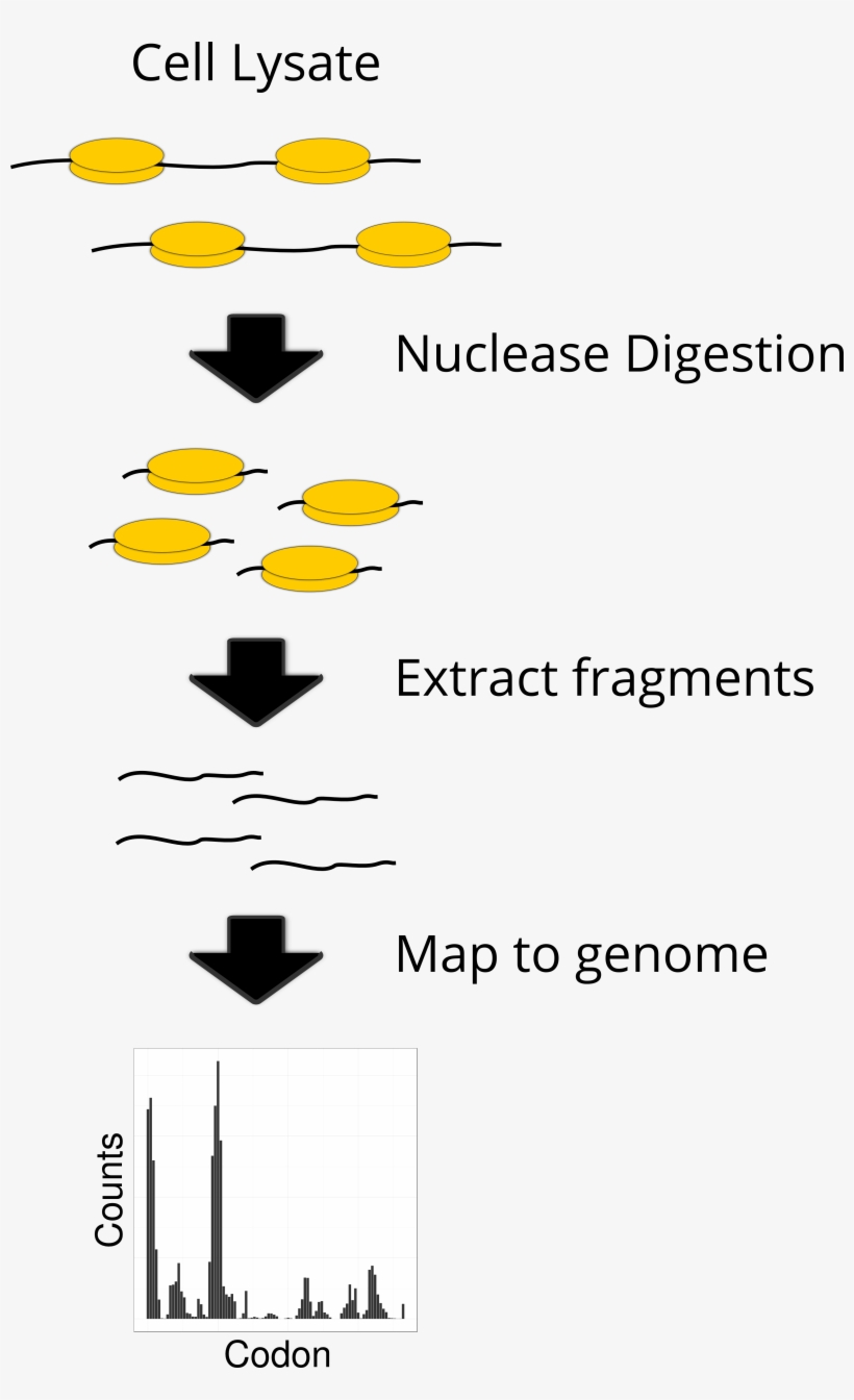 Published November 17, 2014 At 3155 × 5021 In, transparent png download