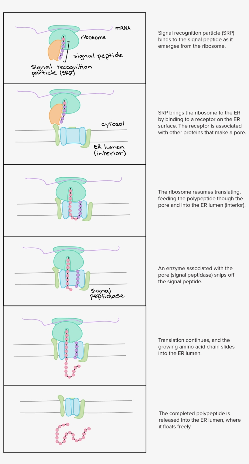 Signal Recognition Particle Binds To The Signal Peptide, transparent png download