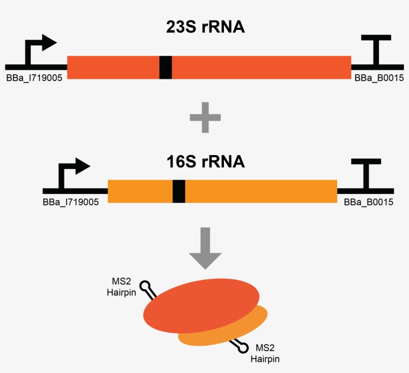 To Ensure We Purify Both Subunits Of The Ribosome The, transparent png download