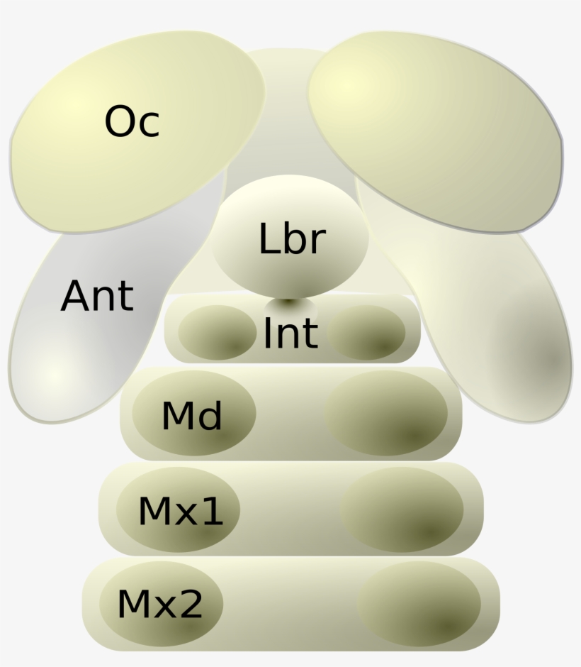 Open, transparent png download