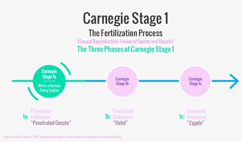 Carnegie Stages Of Human Embryonic Development, transparent png download