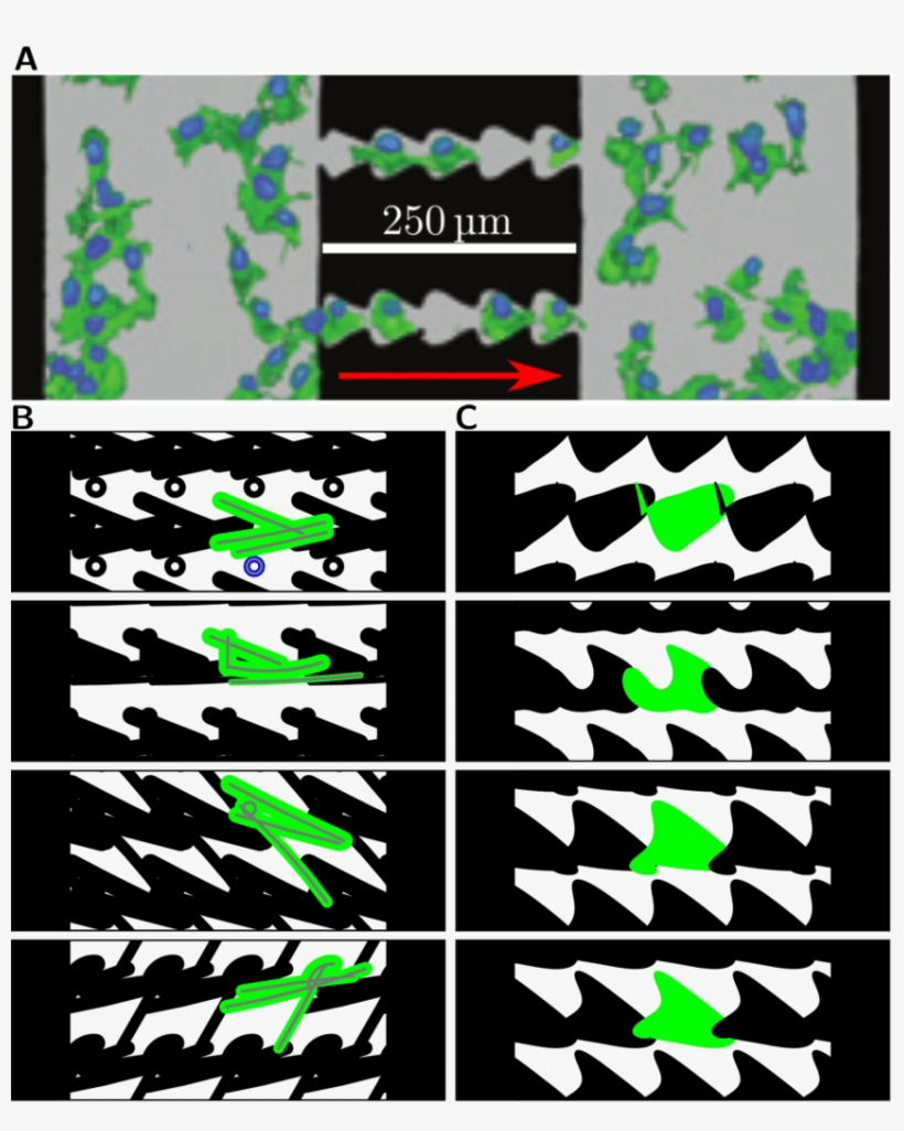 Optimizing Single Cell Migration On Ratchet Patterns, transparent png download
