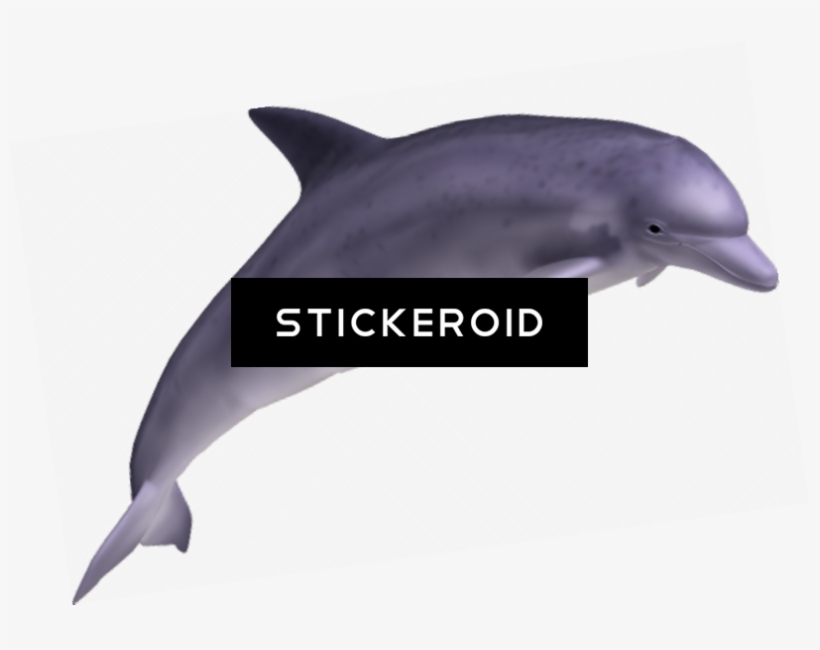 Dolphin Дельфин, transparent png download