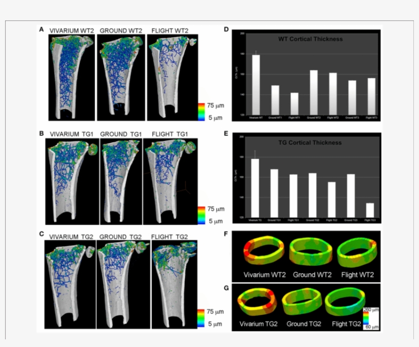 Femurs Of Mice Housed For 3 Months In The International, transparent png download