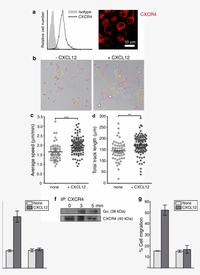 Cxcl12 Promotes Npc Migration A Cxcr4 Expression On, transparent png download