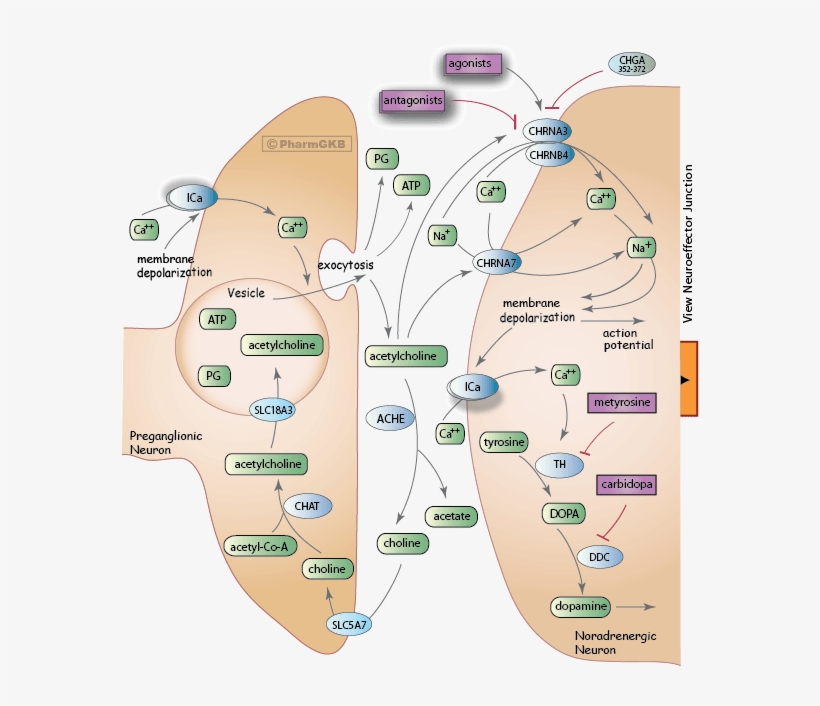 Sympathetic Nerve Pathway Diagram, transparent png download