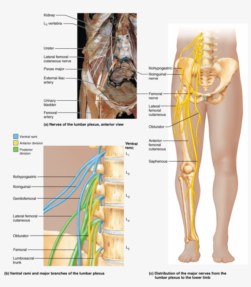 Spinal Nerves Anatomy Pinterest, transparent png download