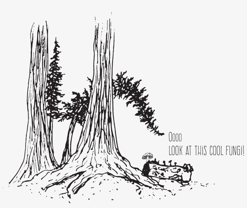 Tree Looking At Fungi, transparent png download