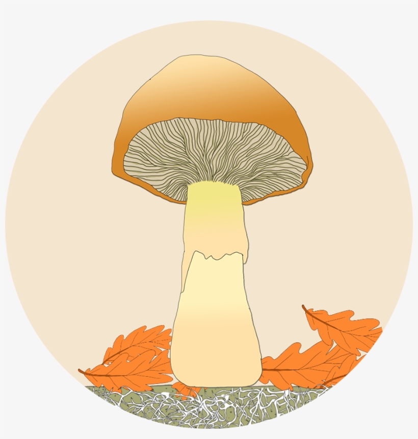 Discover Plant And Fungi Lifecycles, transparent png download