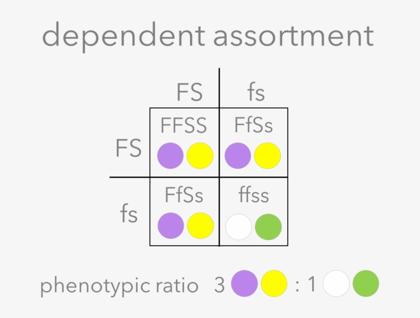 The Dihybrid Cross, transparent png download