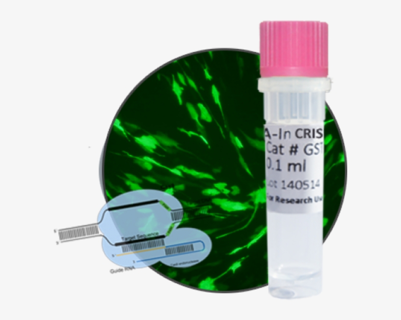 Dna-in Crispr Transfection Reagent, transparent png download
