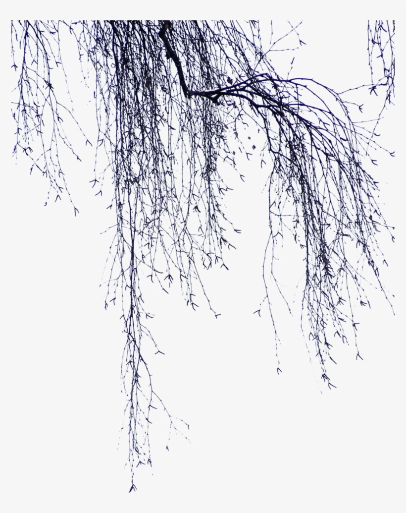 Birch Png, transparent png download