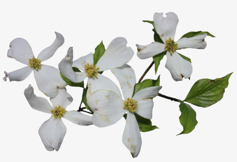 Dogwood Png, transparent png download