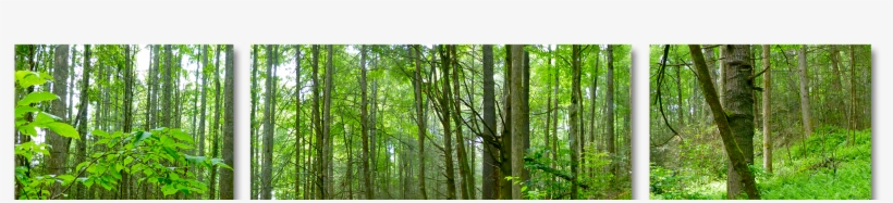 Fern Forrest Split Aluminum Photography, transparent png download