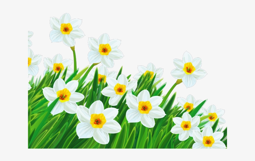 Theodore Roosevelt Clipart Flower, transparent png download