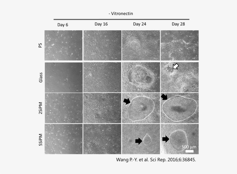 Results Of Cell Reprogramming Of Fibroblasts Into Induced, transparent png download