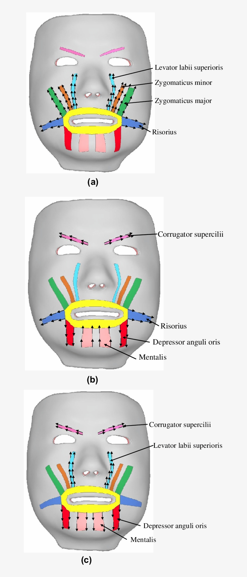Directions Of Forces Applied On Nodes Relevant, transparent png download