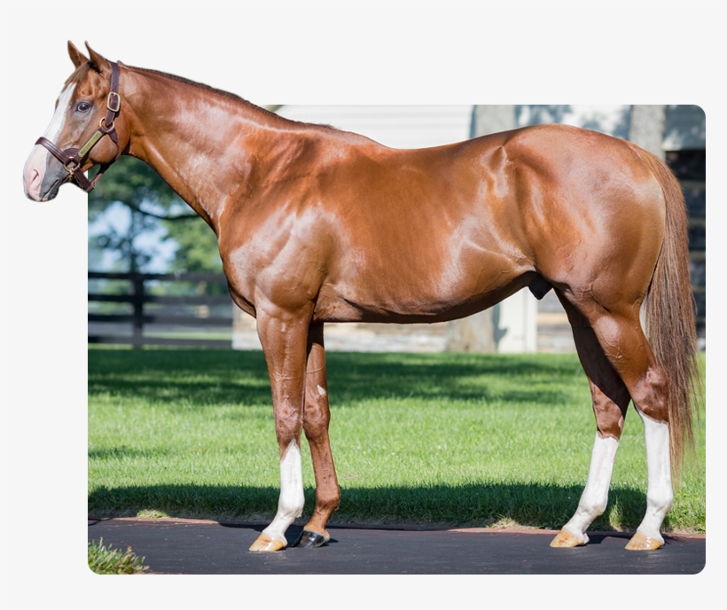 Will Take Charge - Three Chimneys Farm, transparent png download
