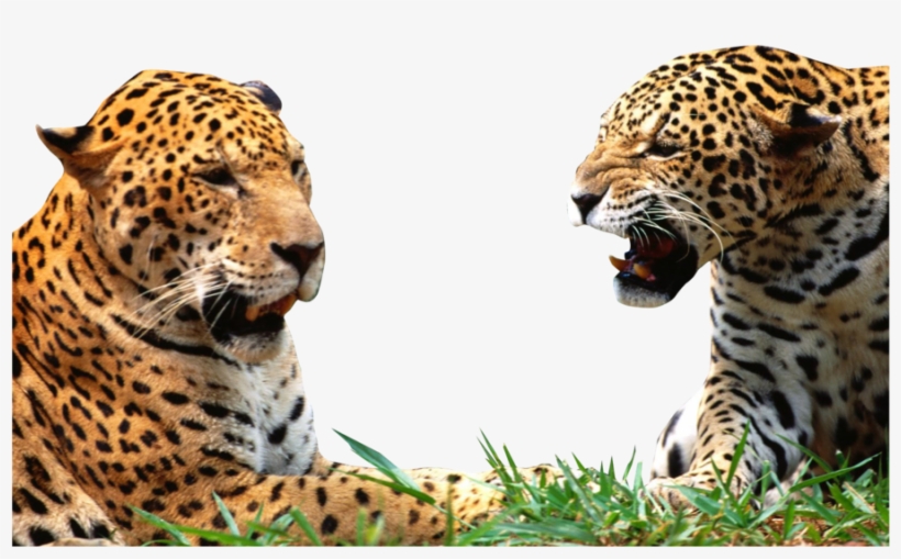 Leopard Png - Super Bowl Memes 2018, transparent png download