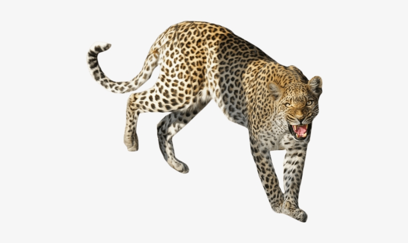 Free Png Leopard Standing Png Images Transparent - Png Leopard, transparent png download