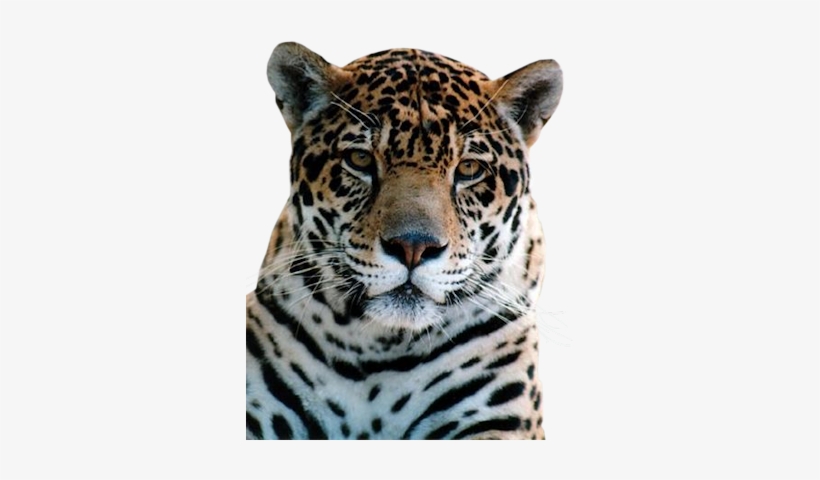 Leopard, transparent png download