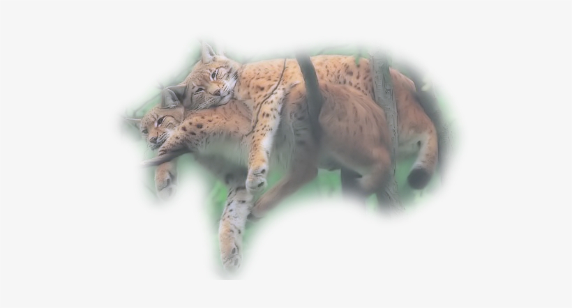Leopard-love - User, transparent png download
