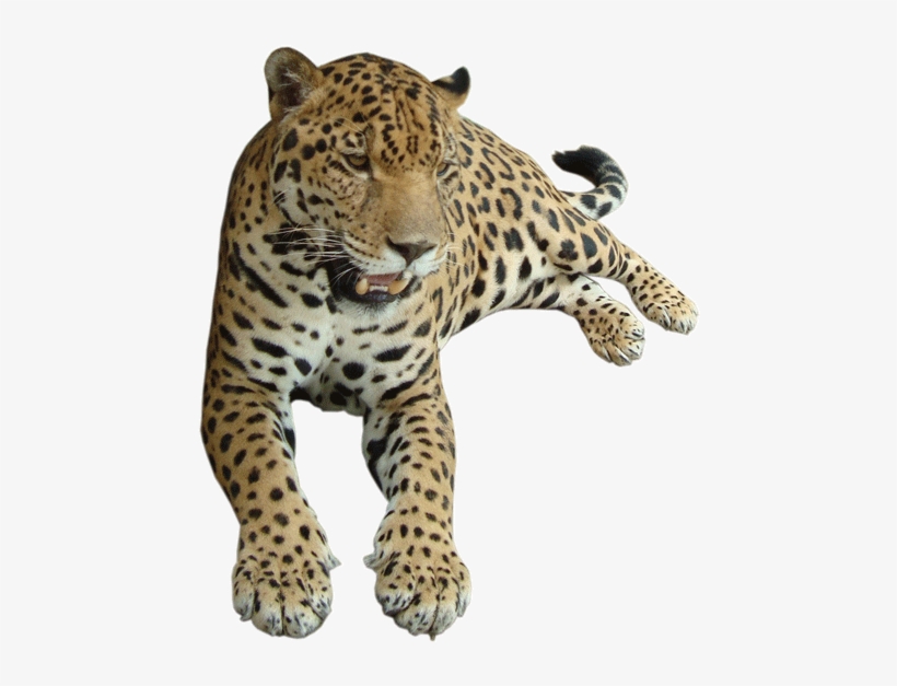 Leopard - Felidae, transparent png download