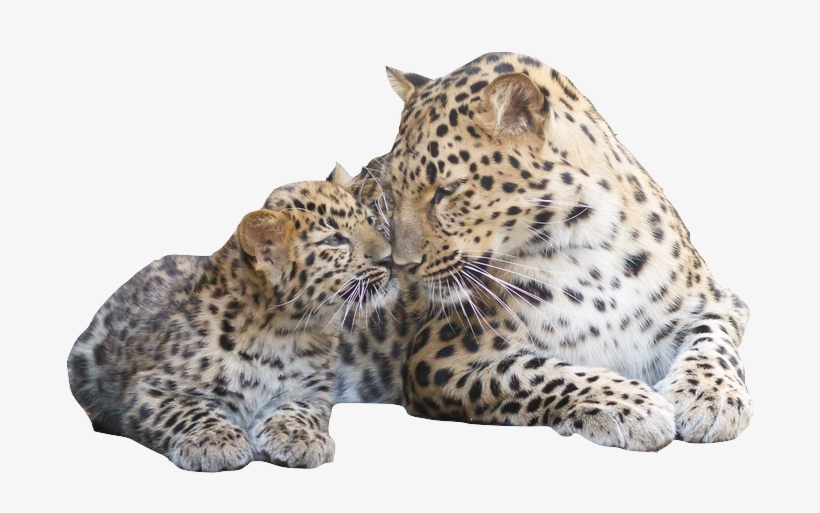 The Amur Leopard And Tiger Alliance Is An Initiative - Amur Leopard Family, transparent png download