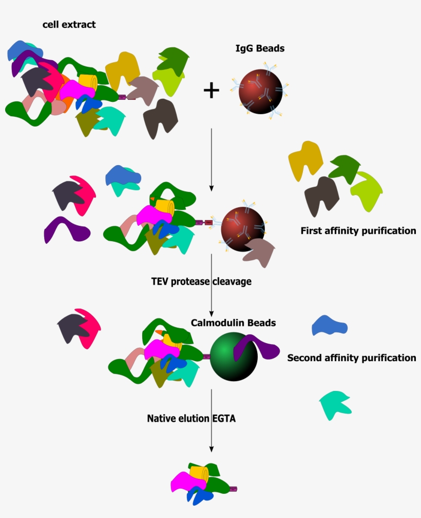 Taptag Simple - Tandem Affinity Purification, transparent png download