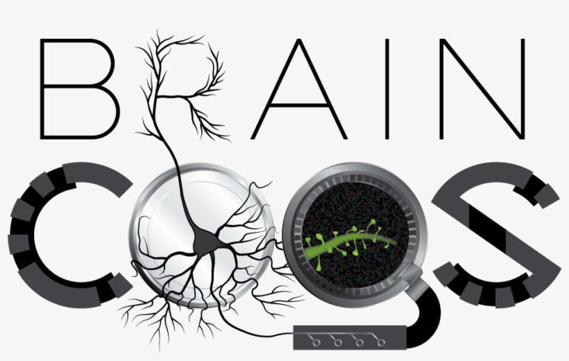 Brain Cogs On White Brain Cogs On White - Research, transparent png download
