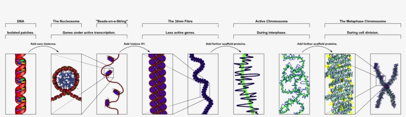 Chromatin Structures - Chromosome Structure, transparent png download