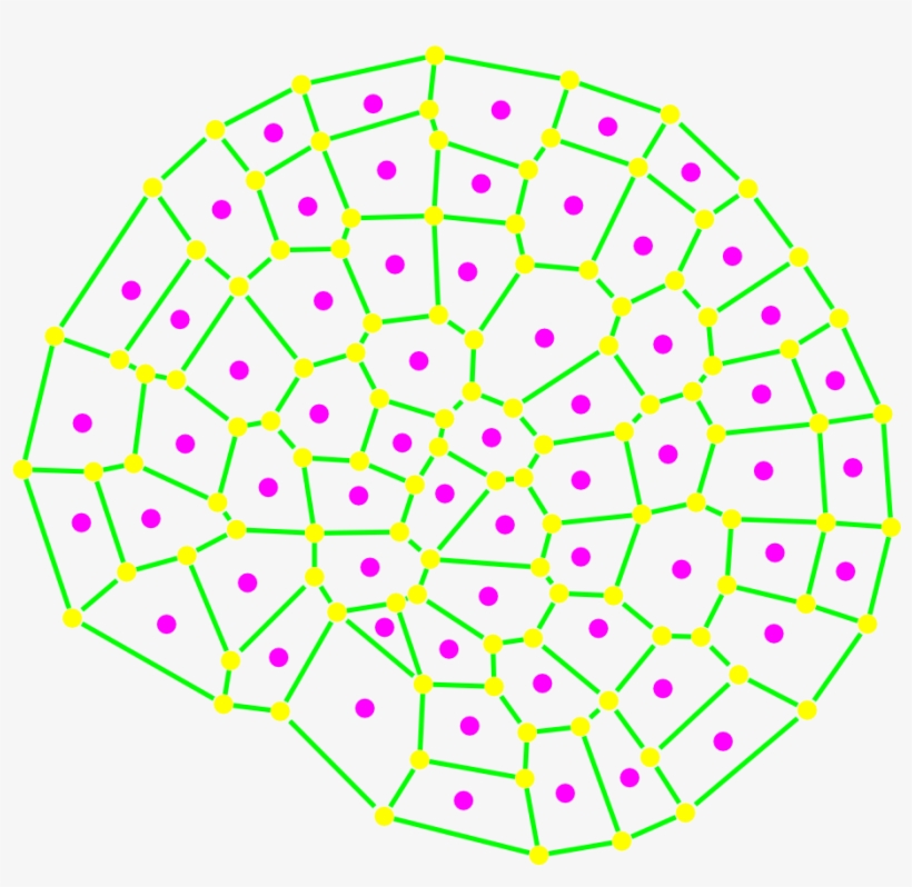 Coleochaete - Tissue Cell Drawing, transparent png download