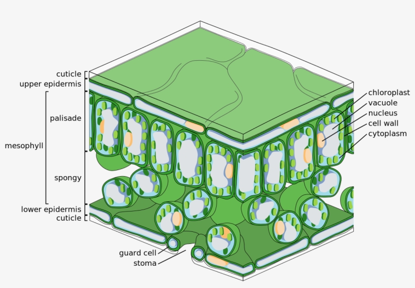 Leaf Tissue Structure - Palisade Layer Of Leaf, transparent png download